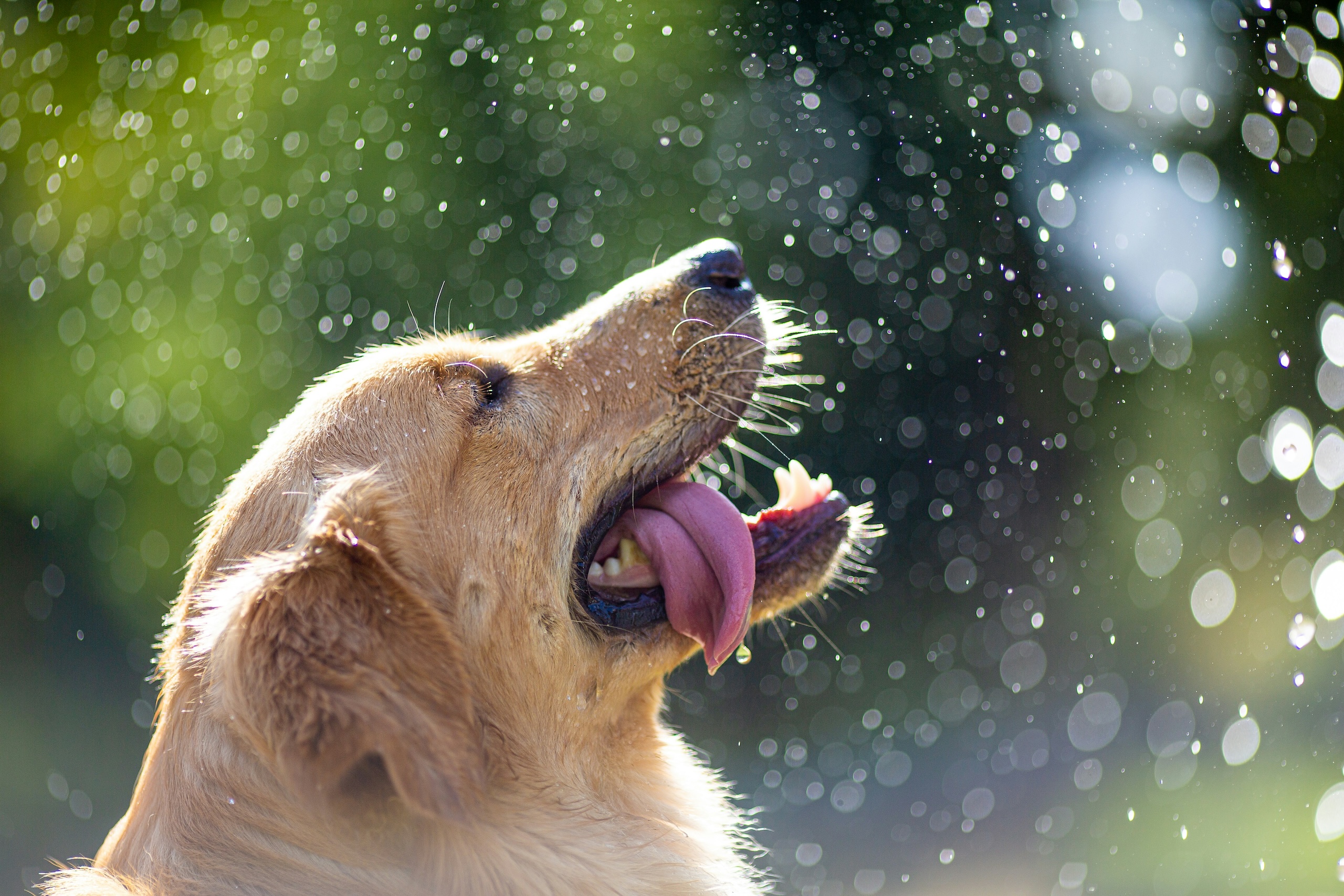 Summer dog