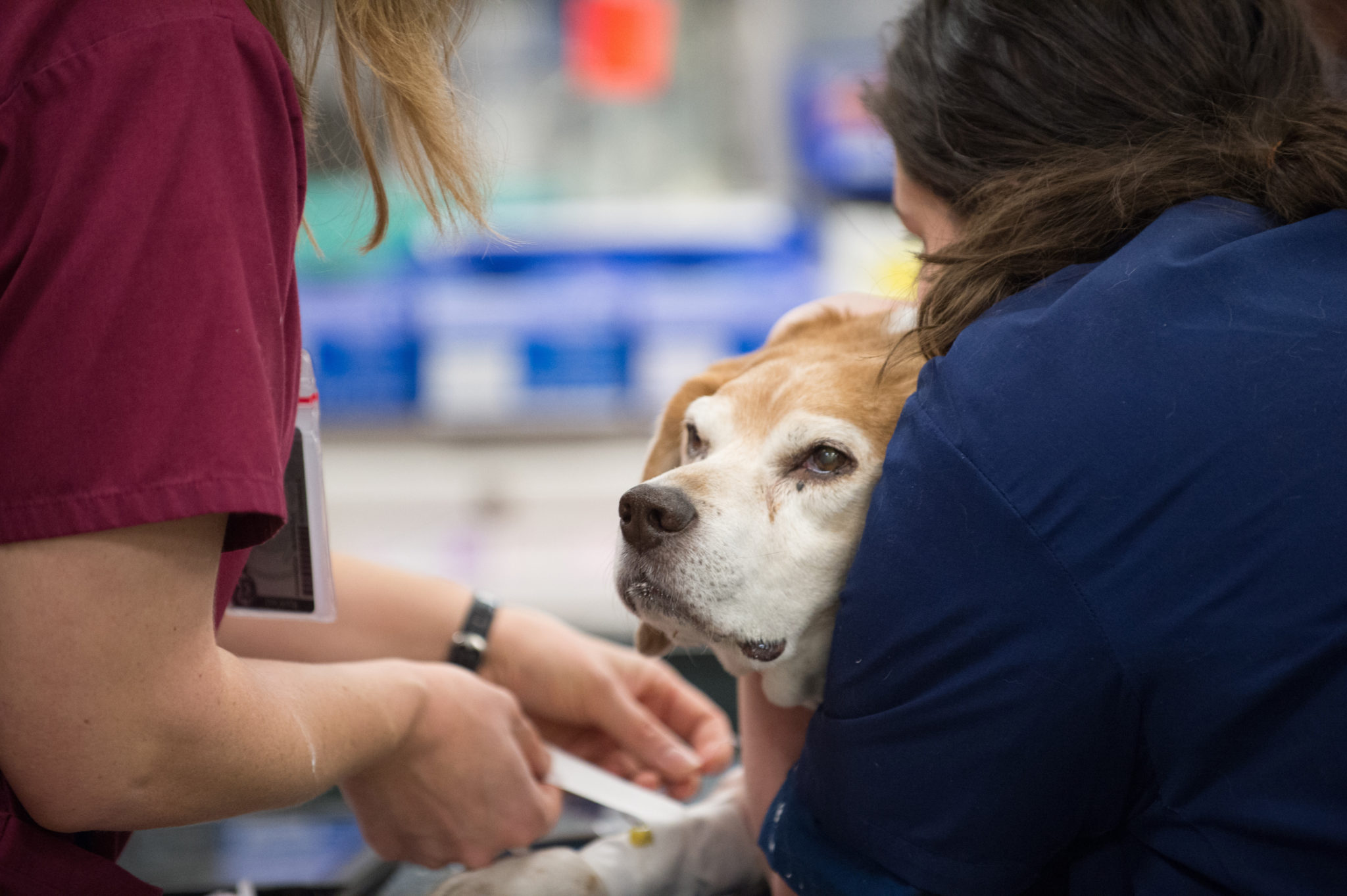 a dog gets examined by veterinary professionals, a concerned look on his face