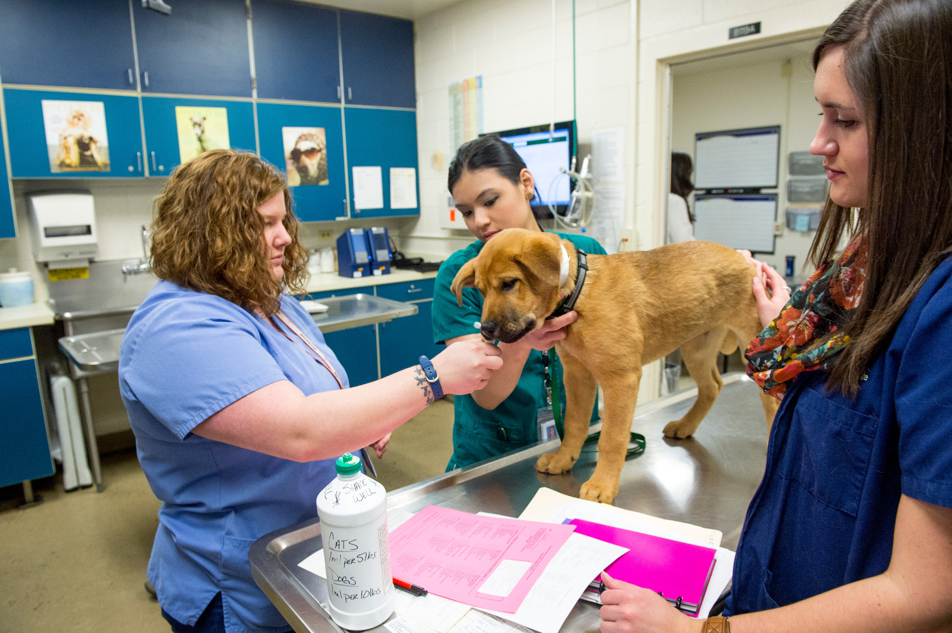 a vet tech and veterinarian check out a patient on an examine table
