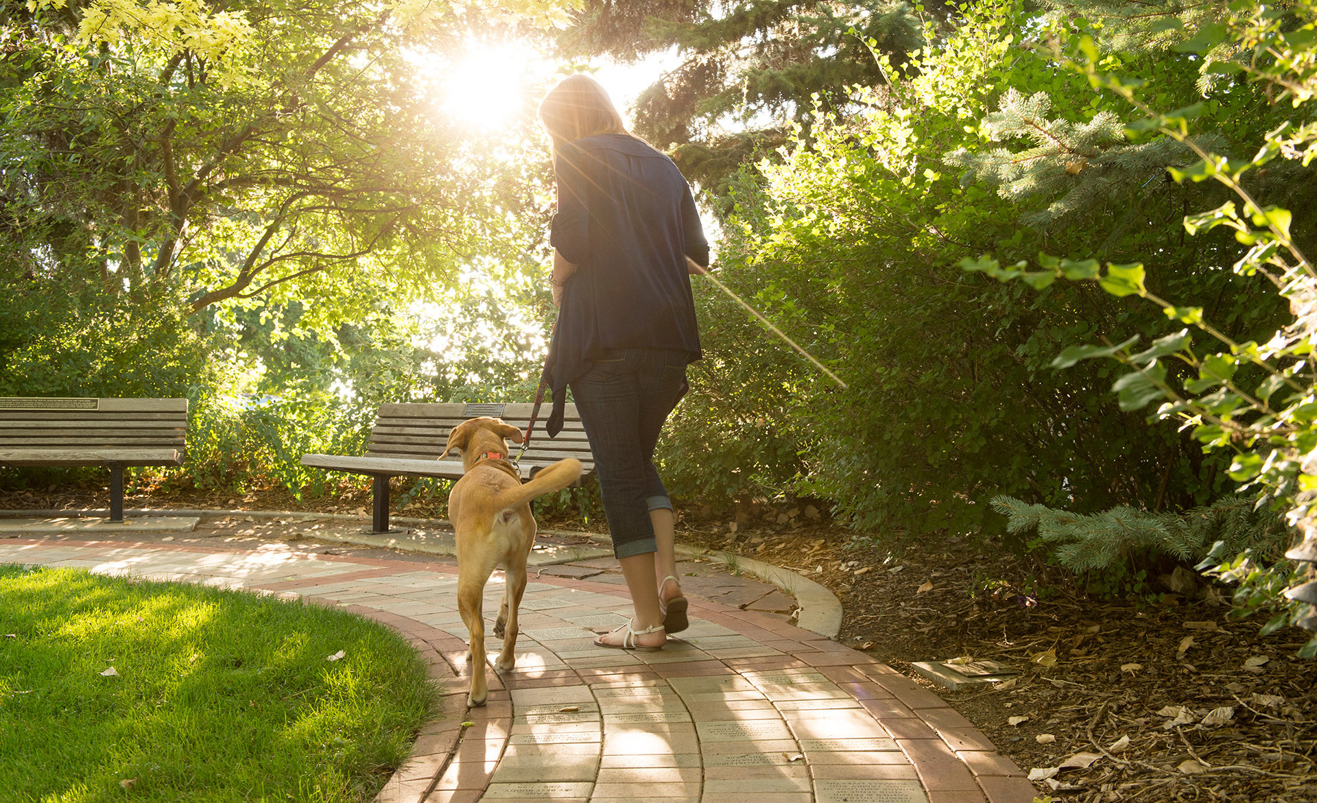 a woman is walking with her yellow dog away from the camera, along the path of honor, sunlight filtering through the green trees, dappling the ground with golden light