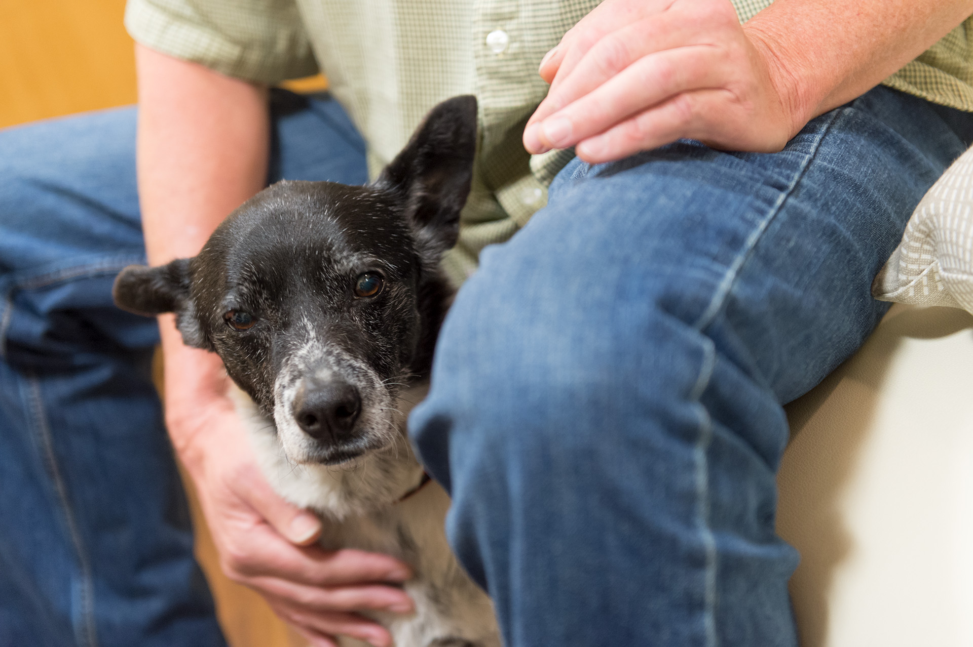 an older dog sits between the legs of someone wearing jeans, a comforting hand on his chest