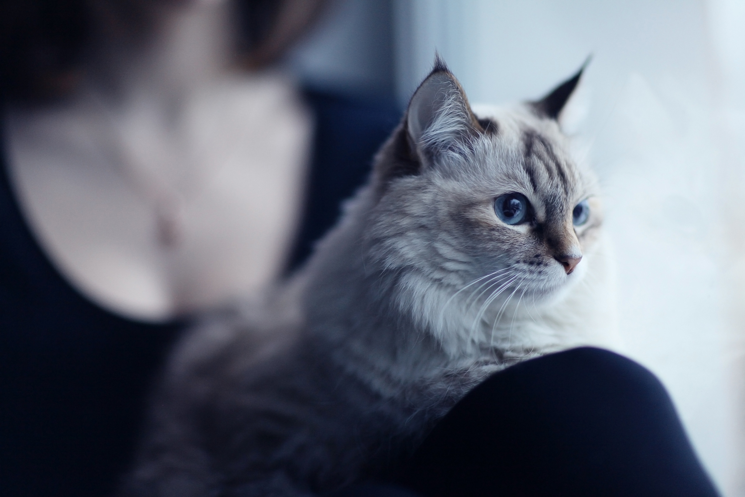 close up of a white cat with blue eyes looking out the window, a person holding her is blurry in the background