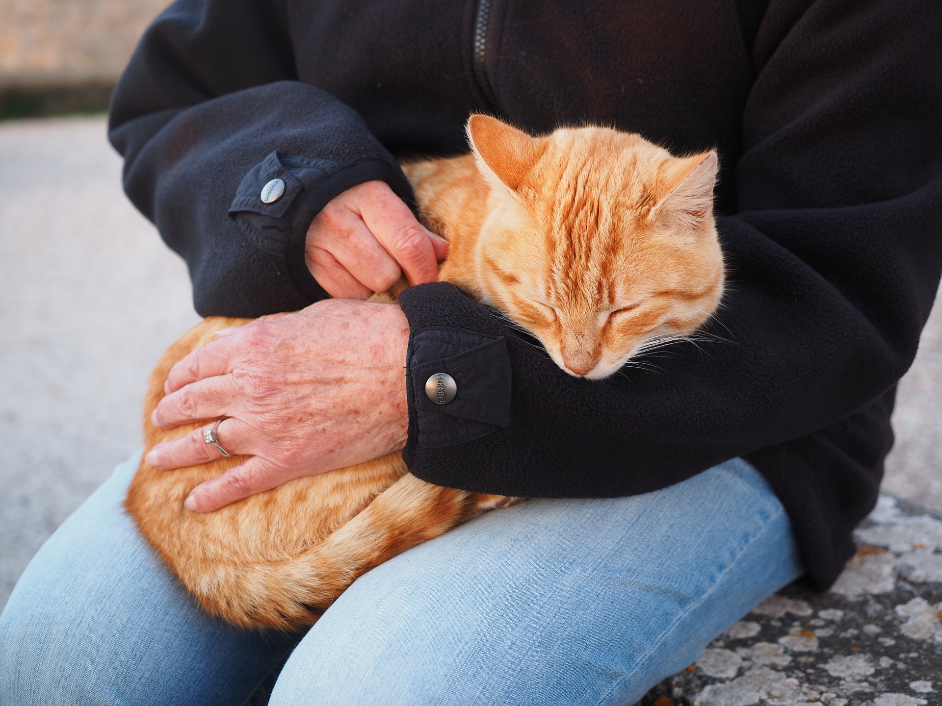 a yellow cat curled up in the lap of someone wearing a black coat and blue jeans