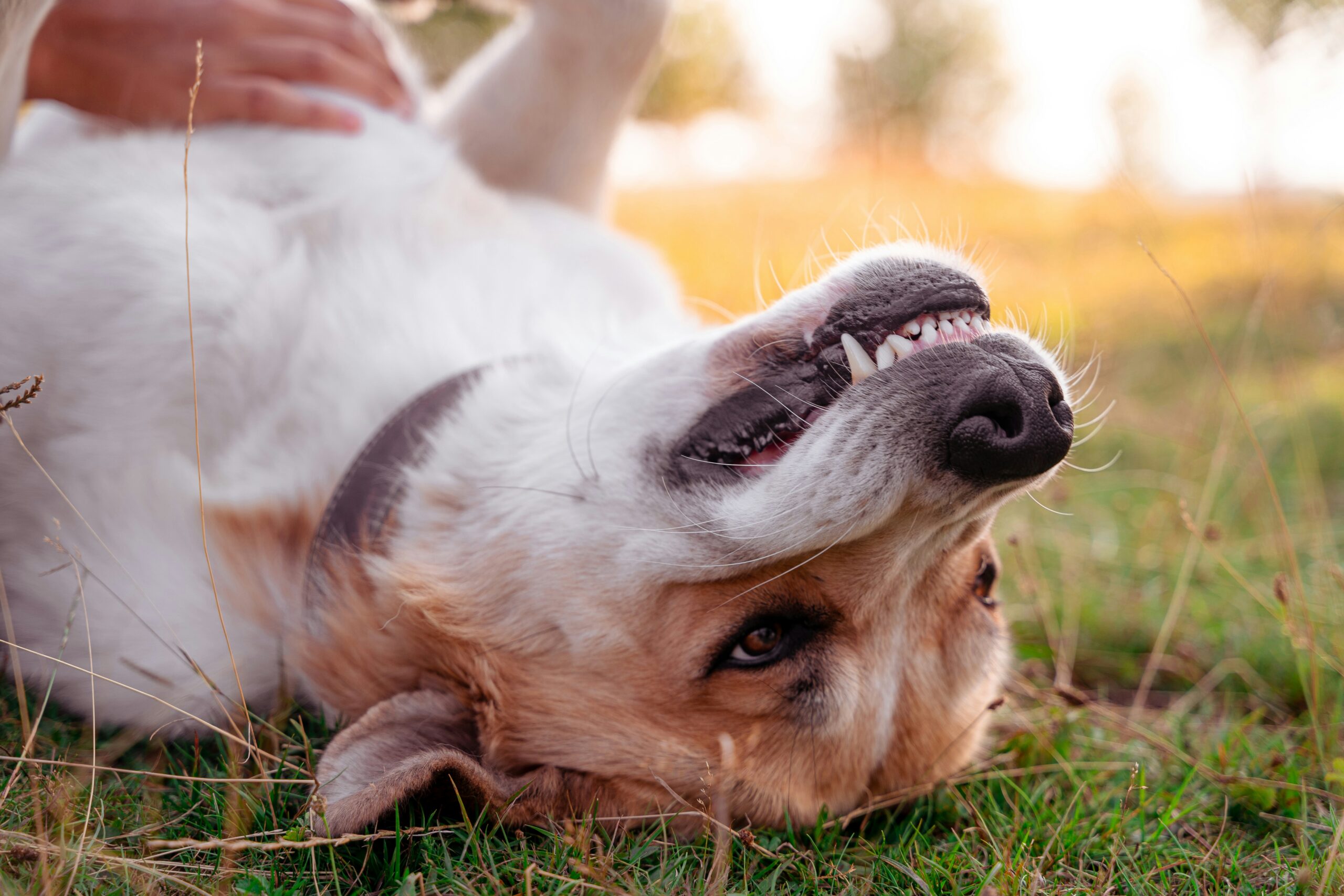 close up of a white and yellow dog upsidedown getting his belly rubbed