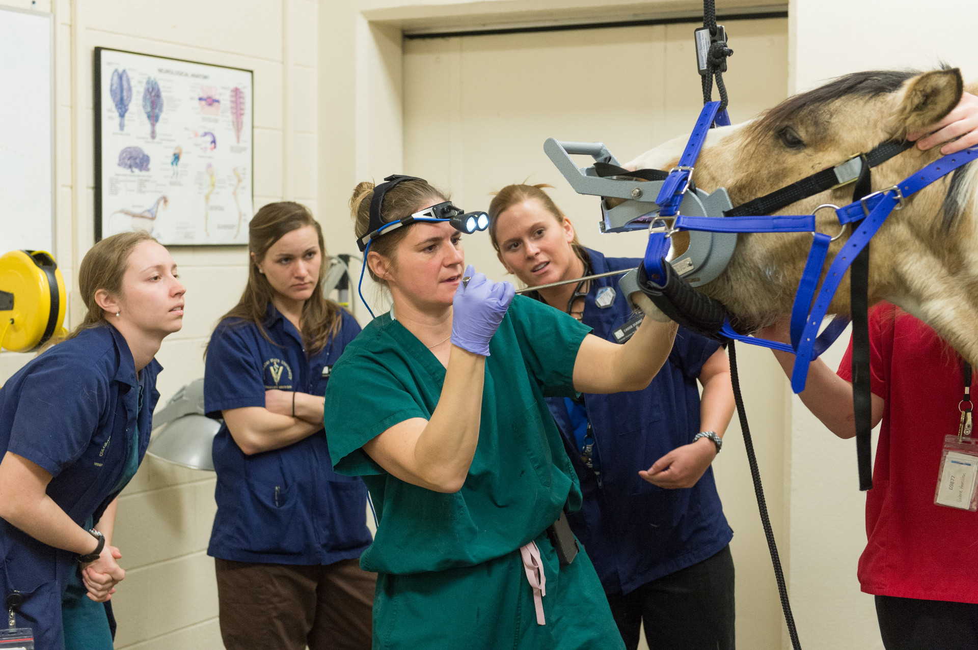 a group of veterinary professionals perform an oral examination on an equine patient