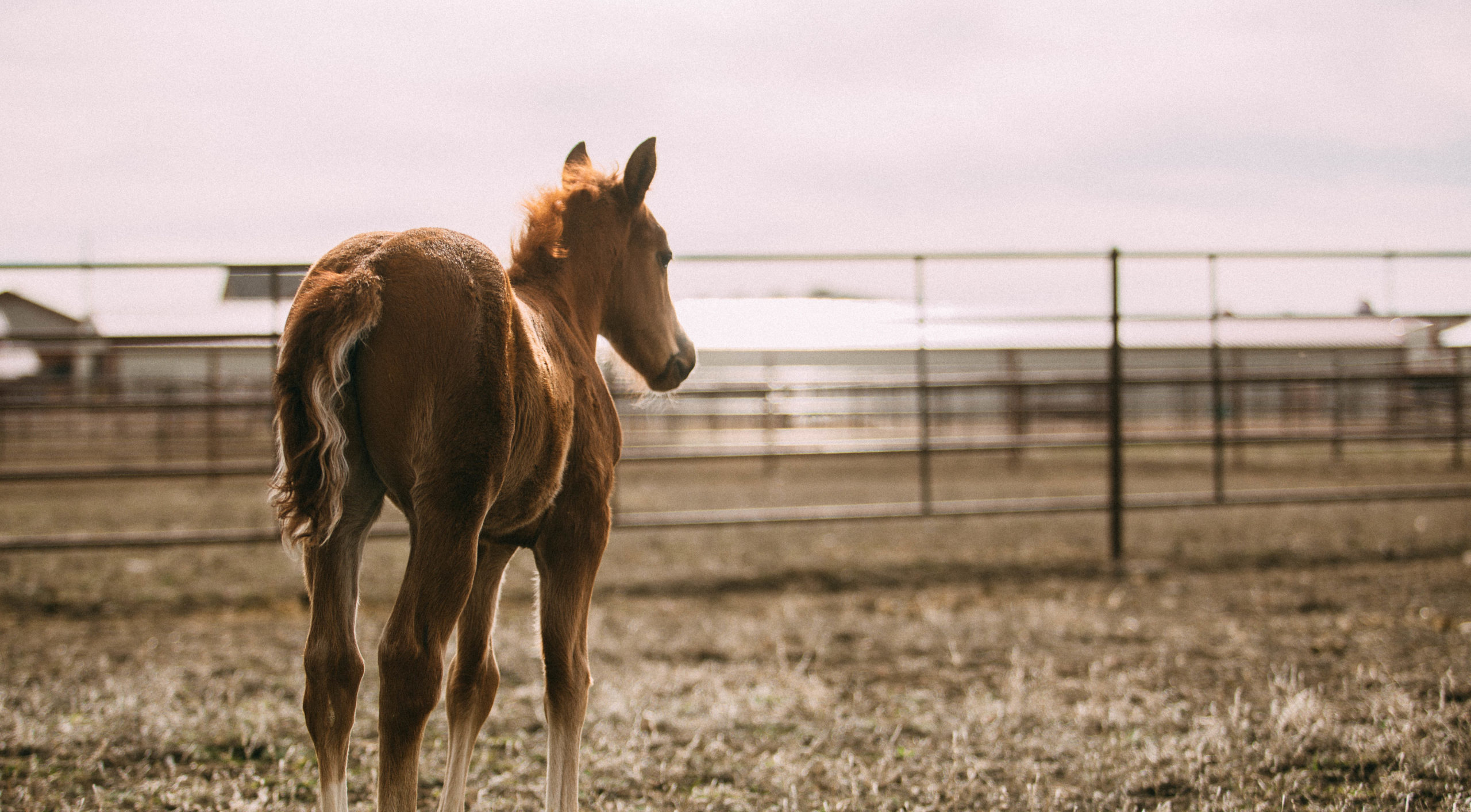 a baby horse is walking away from the camera in his pasture
