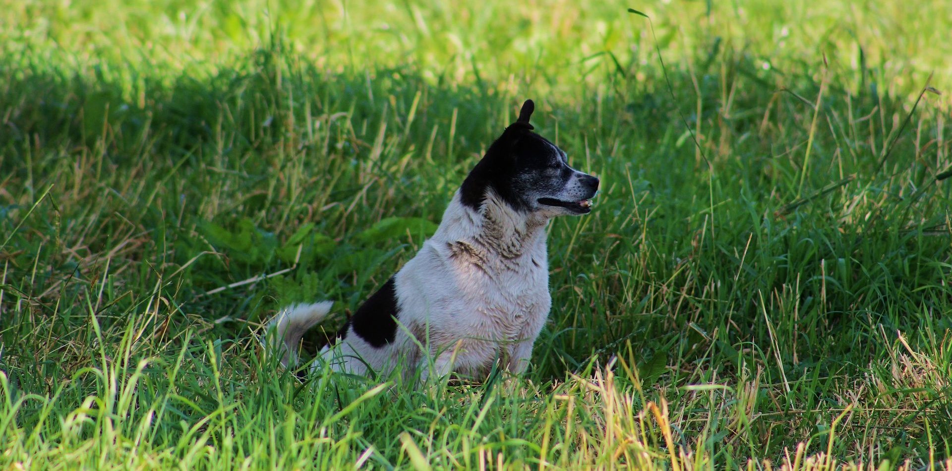 a black and white dog is standing in a green field, looking off to something off camera