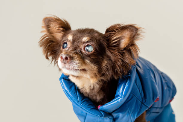a small brown dog wearing a blue coat has cloudy eyes