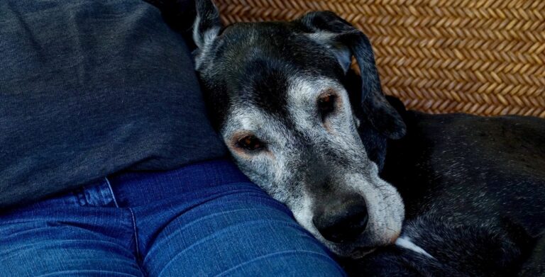 a dog with white fur leans on the lap of someone wearing jeans