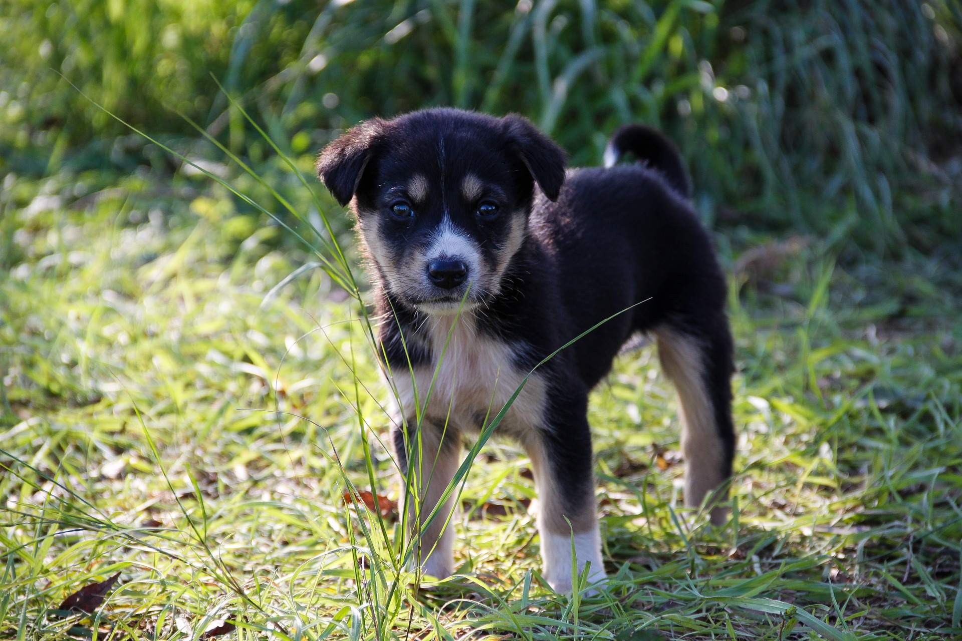 a brown and white puppy looks at the camera, greenery in the background