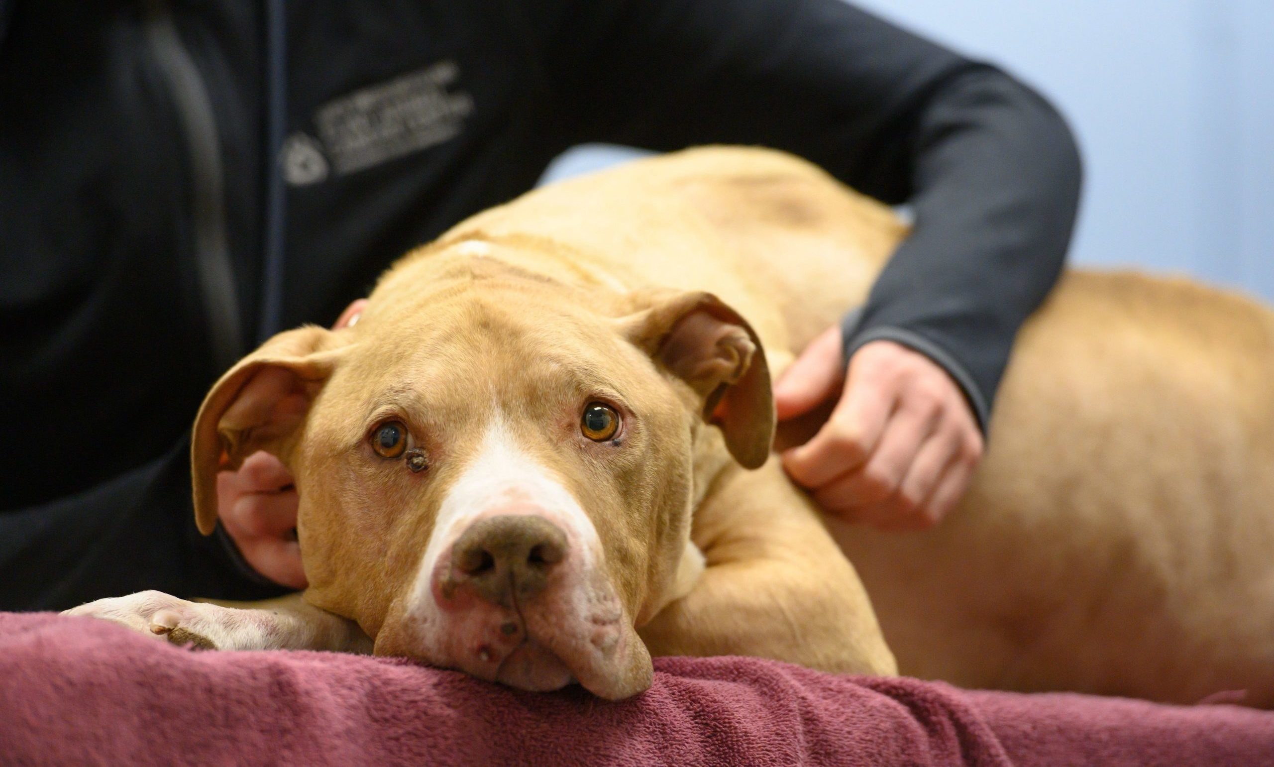 a yellow dog gets an examination at the vet hospital, a person is listening to his lungs and heart