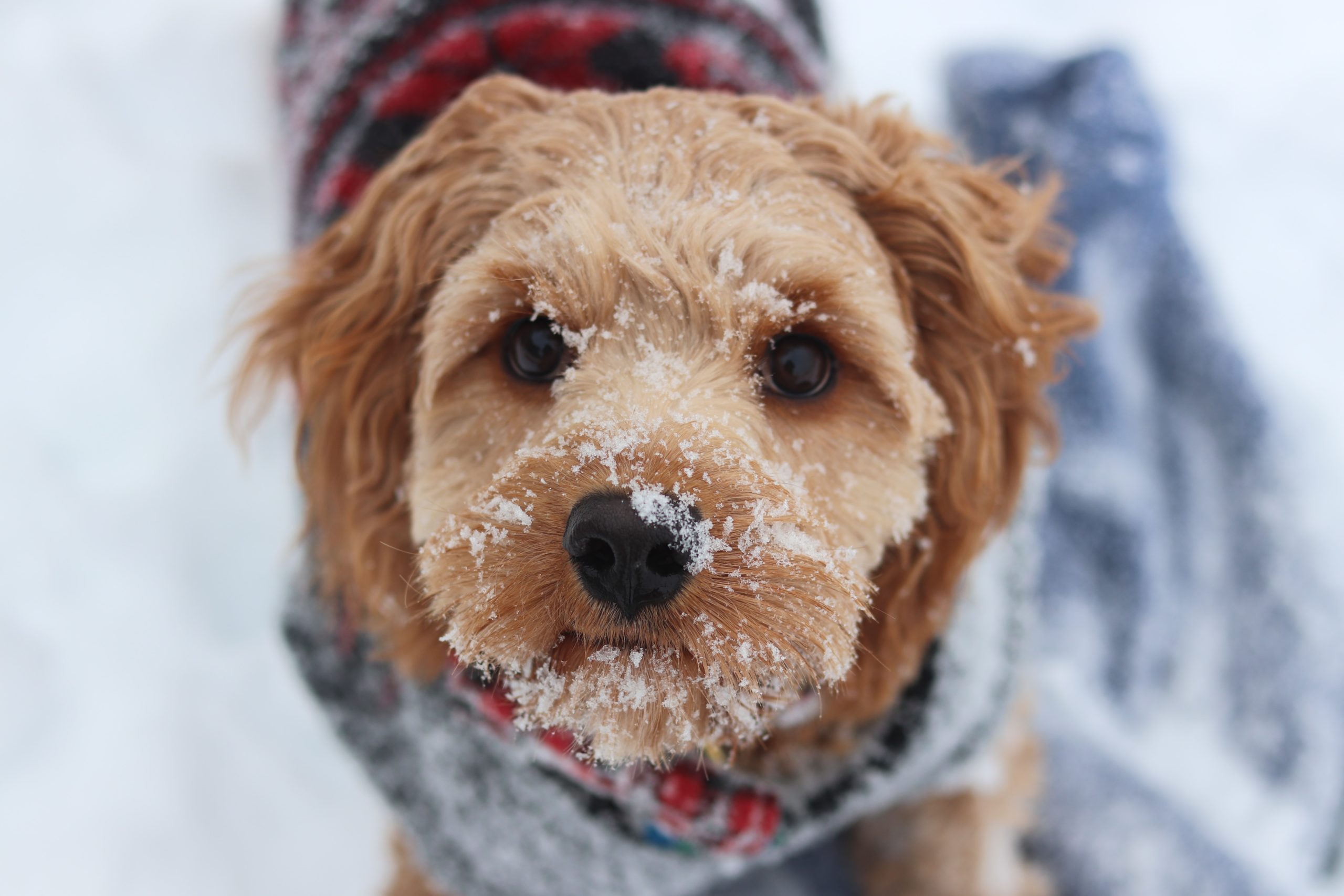 a yellow dog with a plaid vest has snow on his face from playing in it