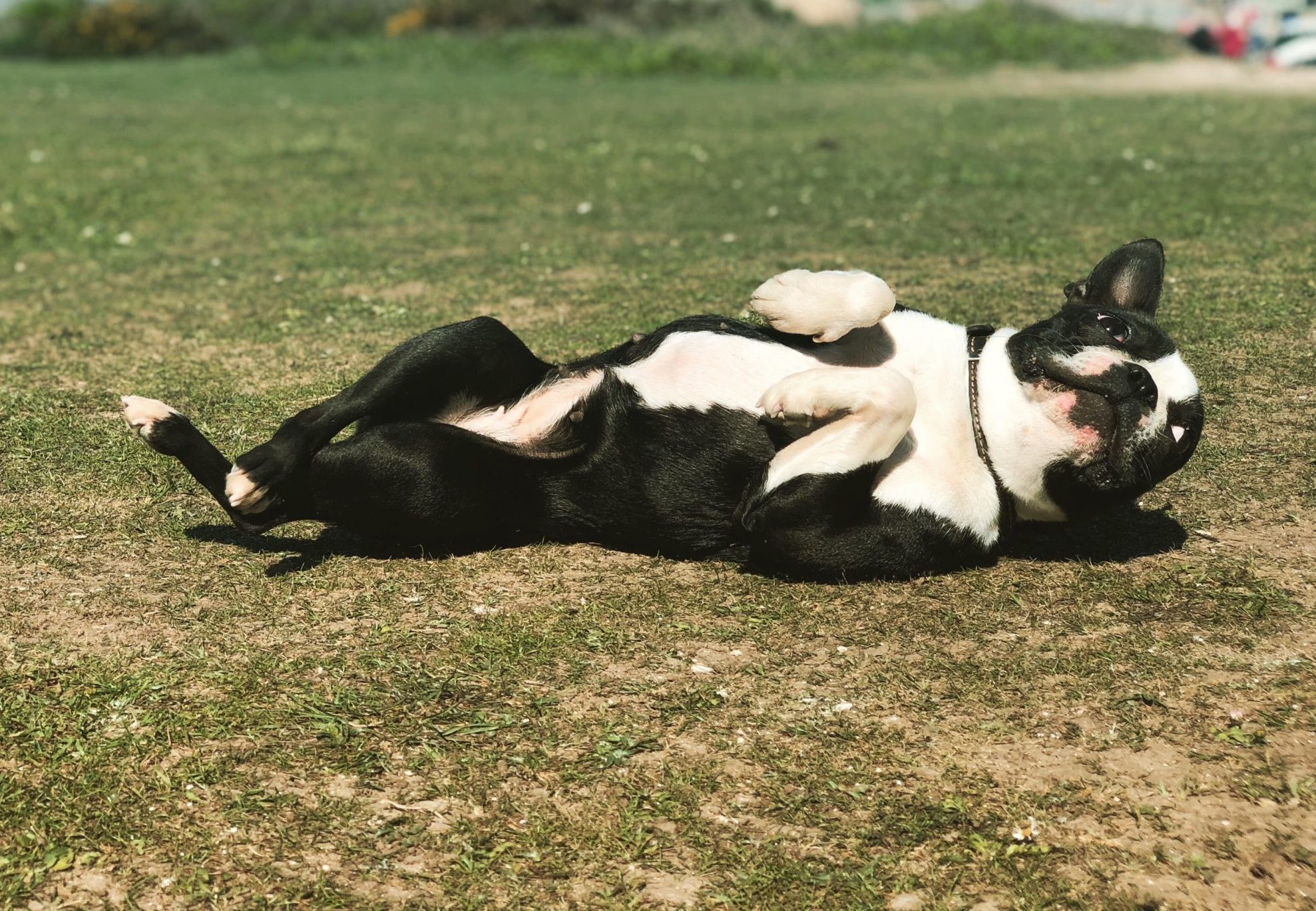 a black and white pug lying on his back with his paws curled up looking up at someone for belly rubs
