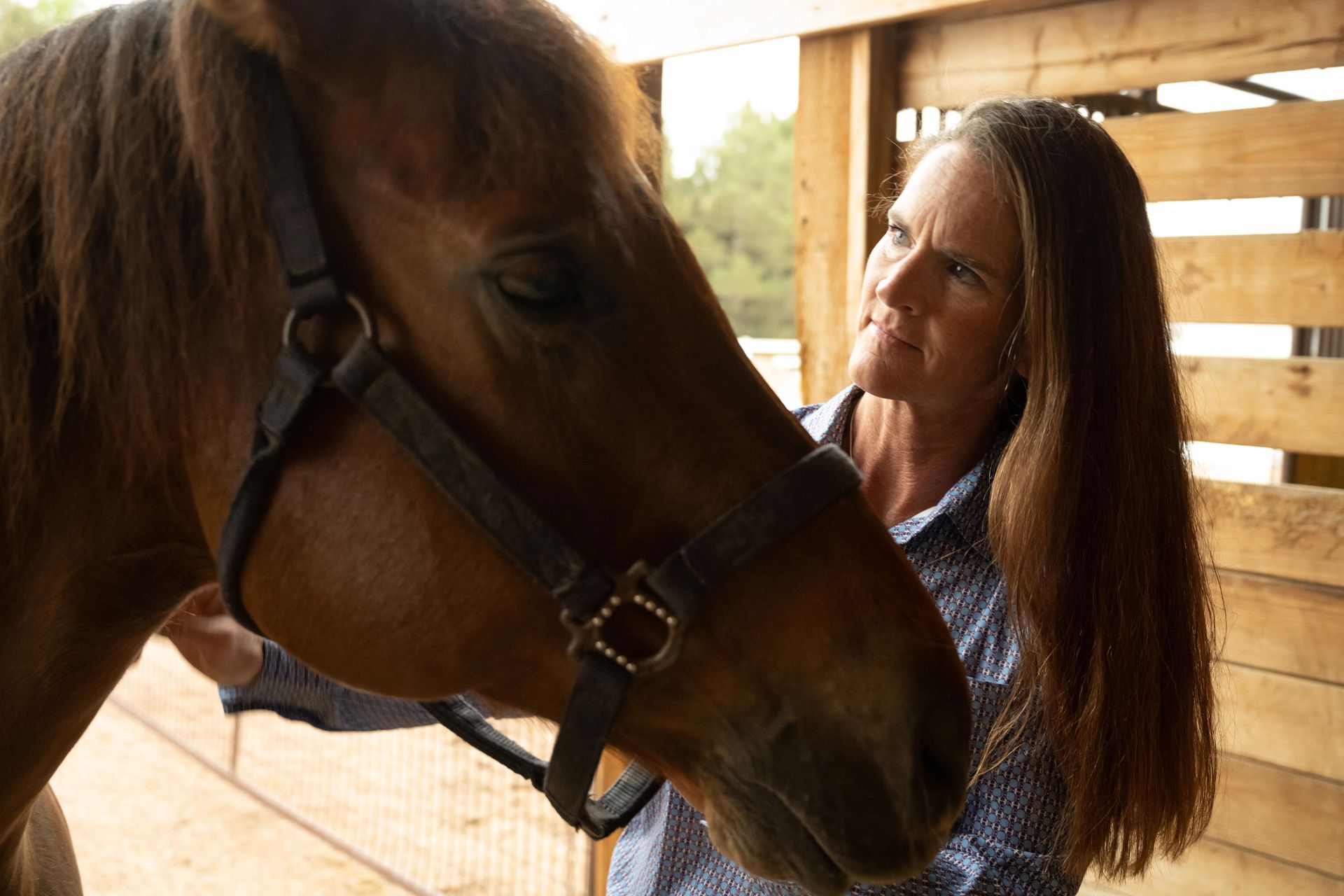 A person wearing a long‑sleeved patterned shirt stands beside a brown horse inside a wooden stable. One of the person’s hands rests on the horse’s neck while the horse’s head, fitted with a dark halter, is positioned close to the person. Soft natural light enters the stable, illuminating the wooden walls and partially visible outdoor area in the background.