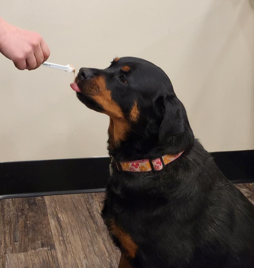a black and brown dog gets ready to get his teeth brushed