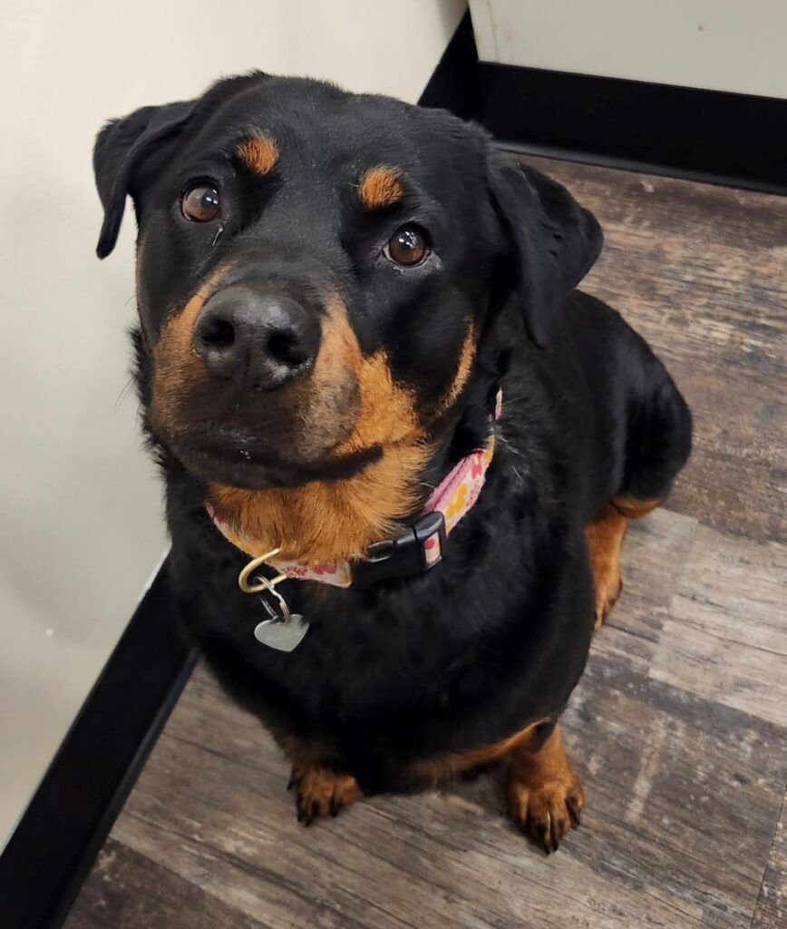 A black and brown dog looks pretty at the camera