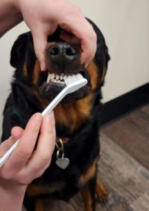 a person holds up the lips of a dog to brush his teeth