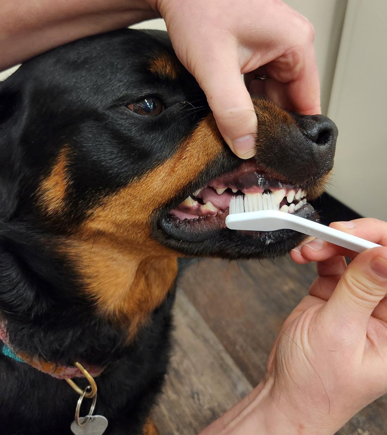 a person holds the lips up of a dog to brush his teeth