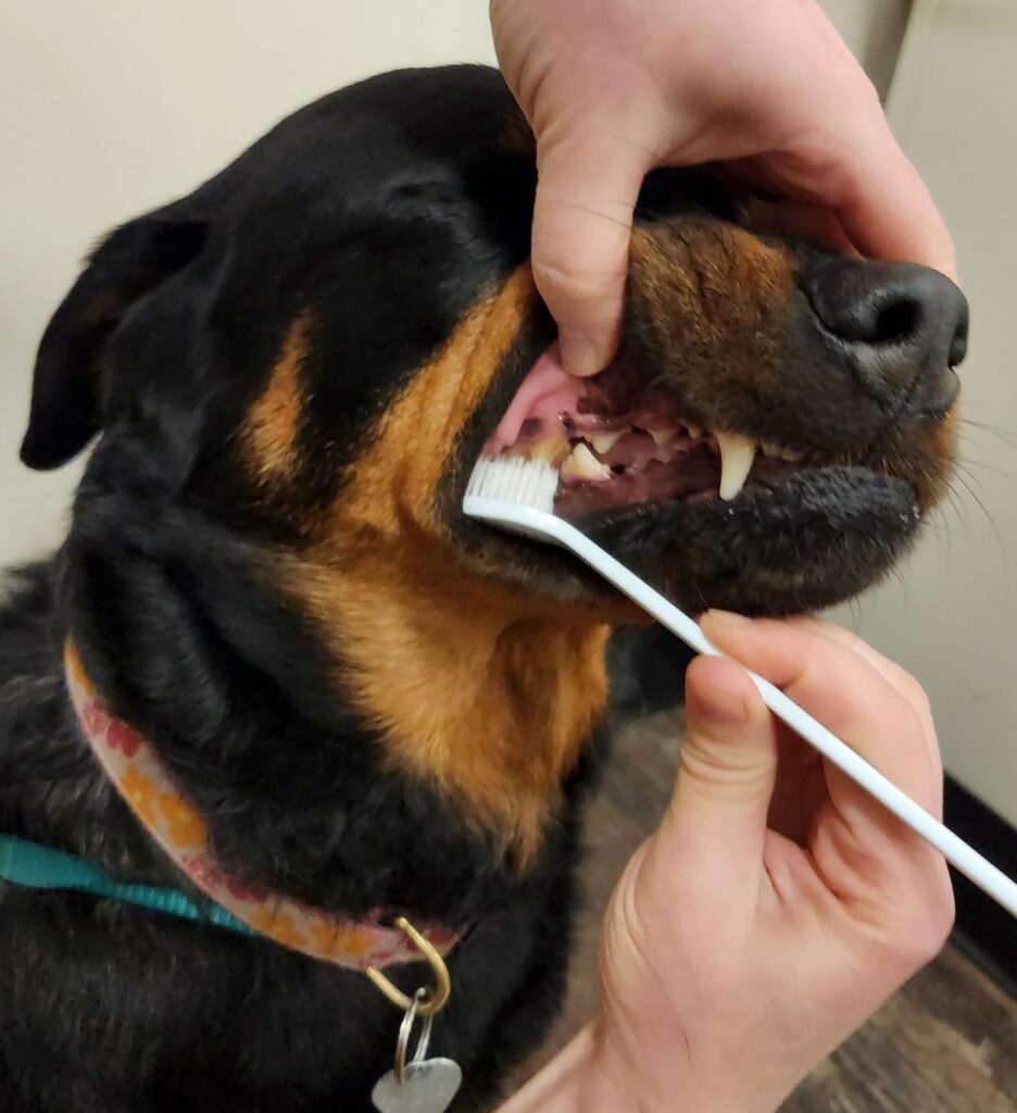 a black and brown dog gets his teeth brushed