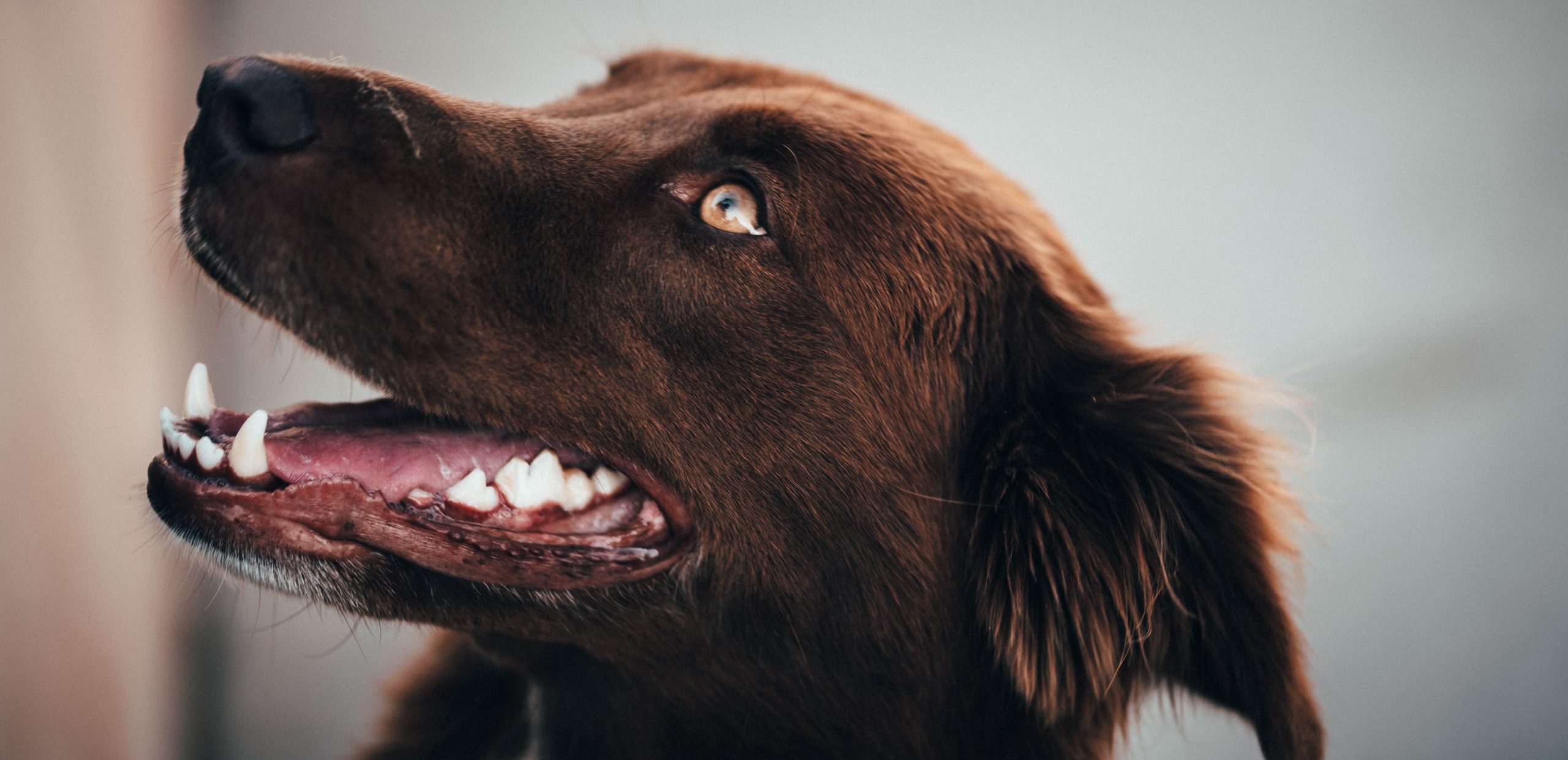 a close up of a brown dog smiling looking up at someone off camera