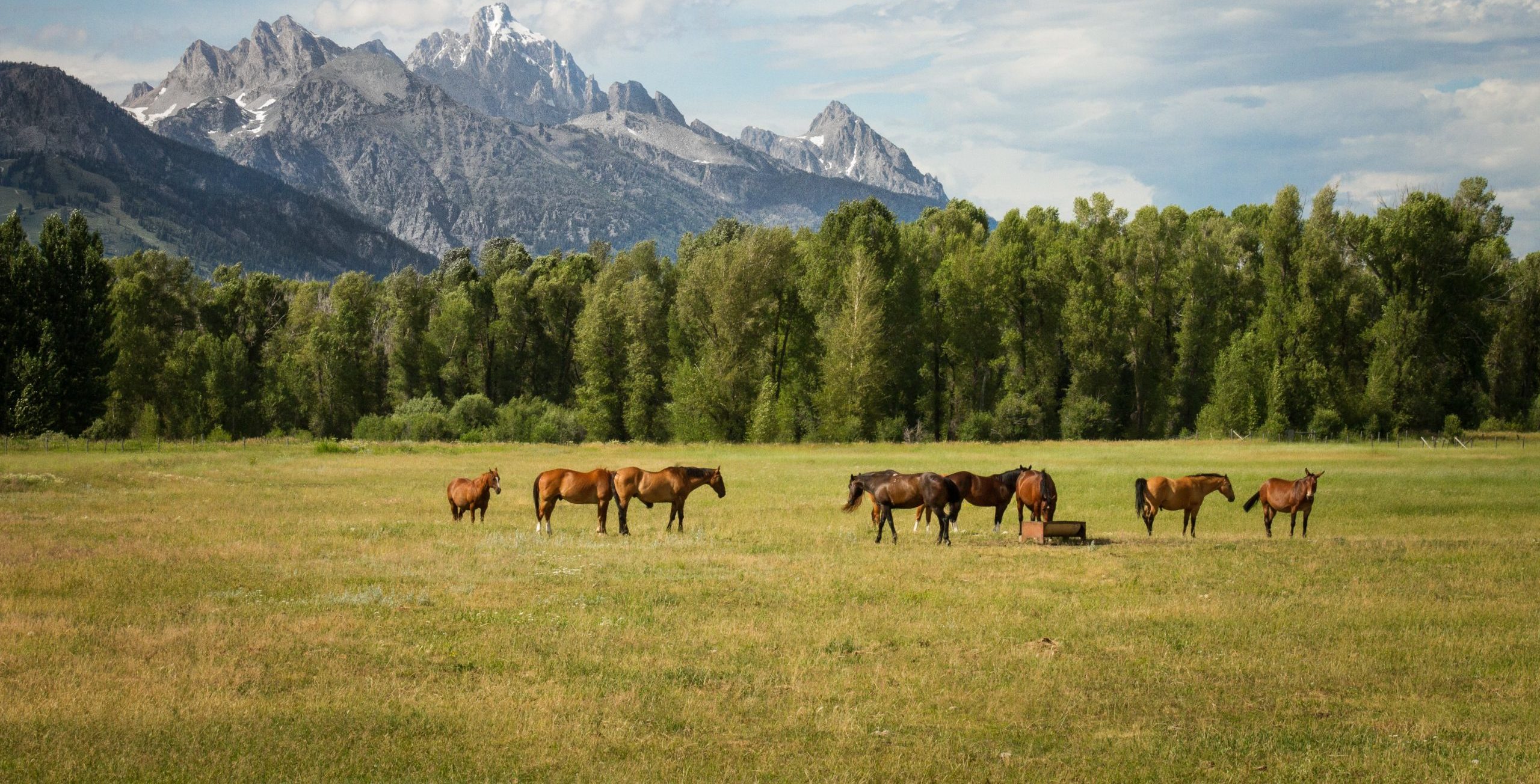 a group of brown horses grazing in a green field, the Tetons and trees in the background