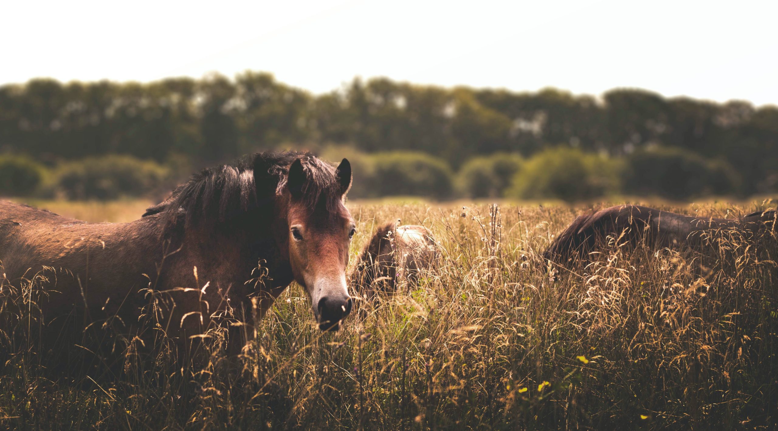 a dramatic picture of a brown horse in a field of yellow grass, green trees in the background