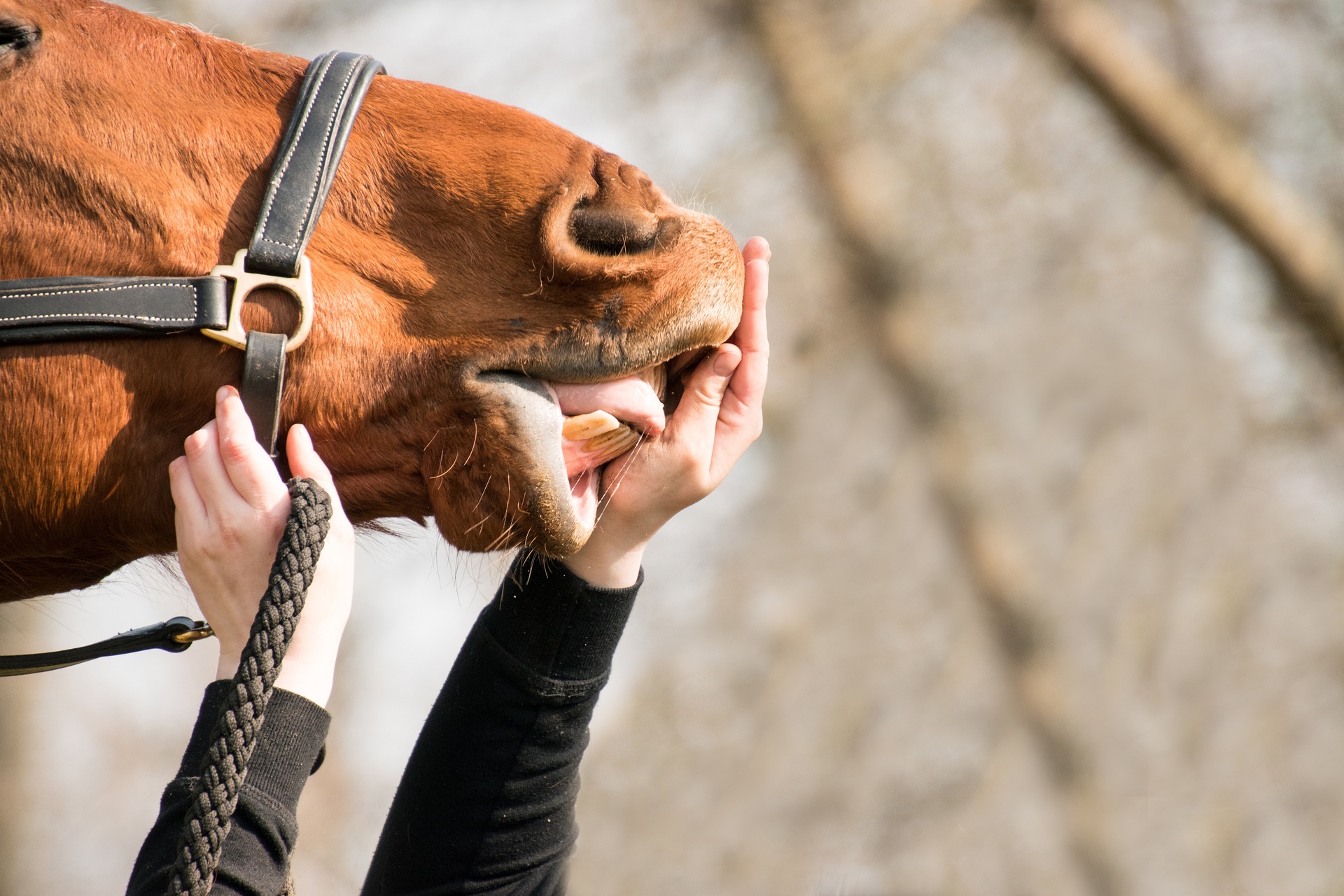 close up of a horse licking somone's hand who is off camera