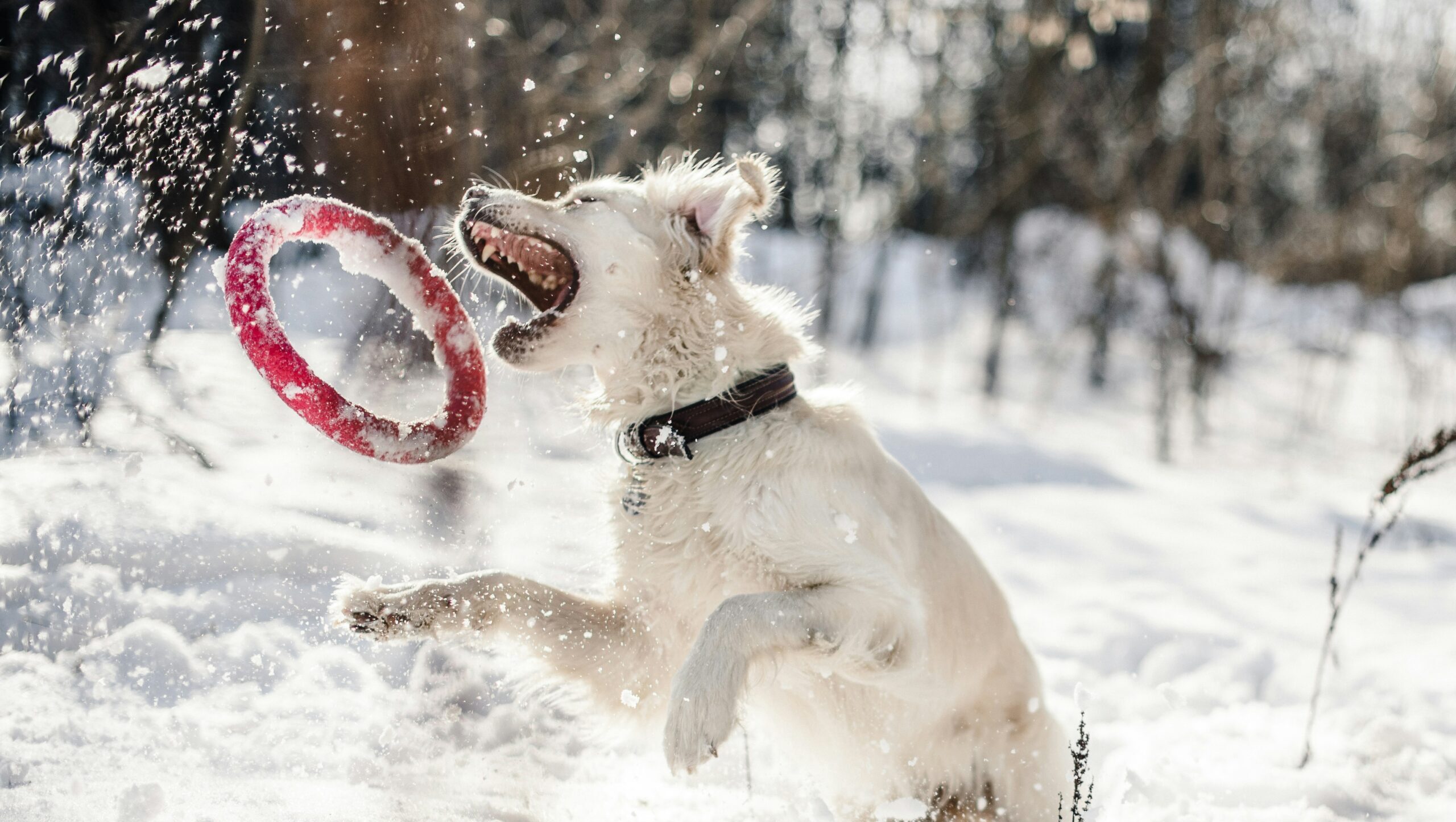 a white dog in the middle of jumping up to catch a toy, snow flying and on the ground