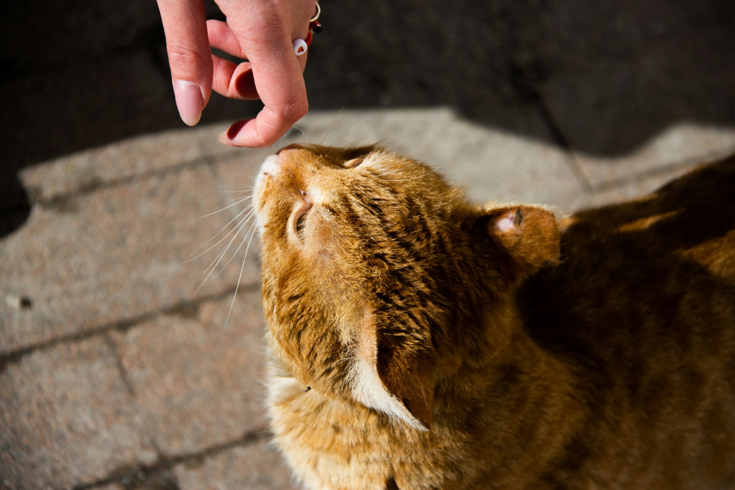 a yellow cat sniffs the finger of someone with long nails and pretty rings