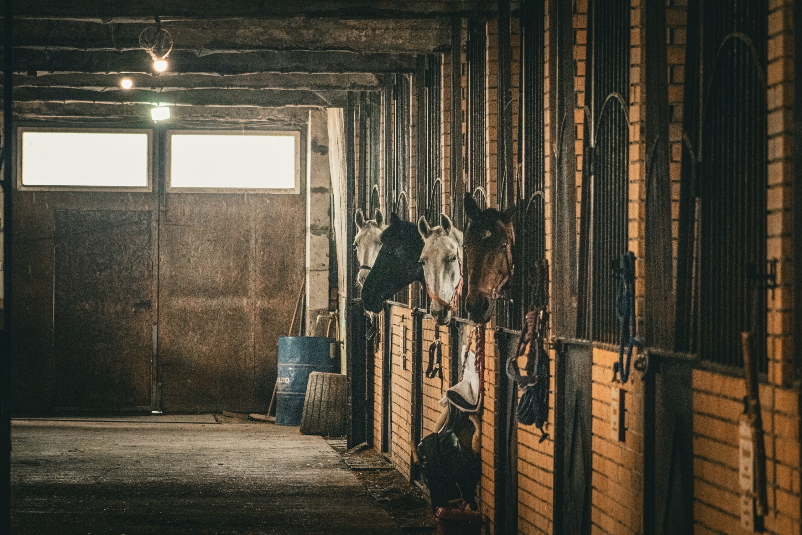 a dramatic picture of four horses sticking their heads out of their stalls in a barn