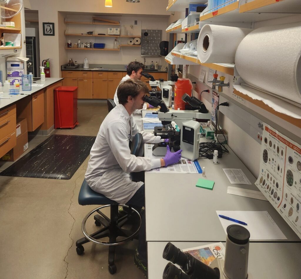 Ibrahim Aboellail and Zane Wilson in the Parasitology Lab