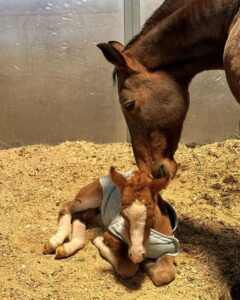 A brown mother horse licks her small baby horse, laying on a pile of hay