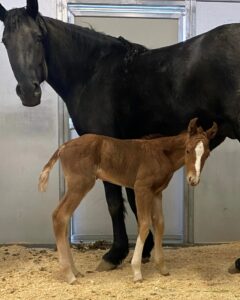 A large black horse stands behind a baby brown horse