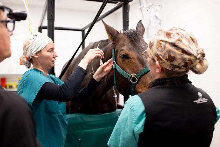 Several individuals in a veterinary clinical setting work together around a standing horse secured in a support frame. One person wearing teal scrubs reaches toward the horse’s ear, while another person in patterned surgical headwear stands nearby, assisting. The horse wears a green halter, and medical equipment surrounds the area.