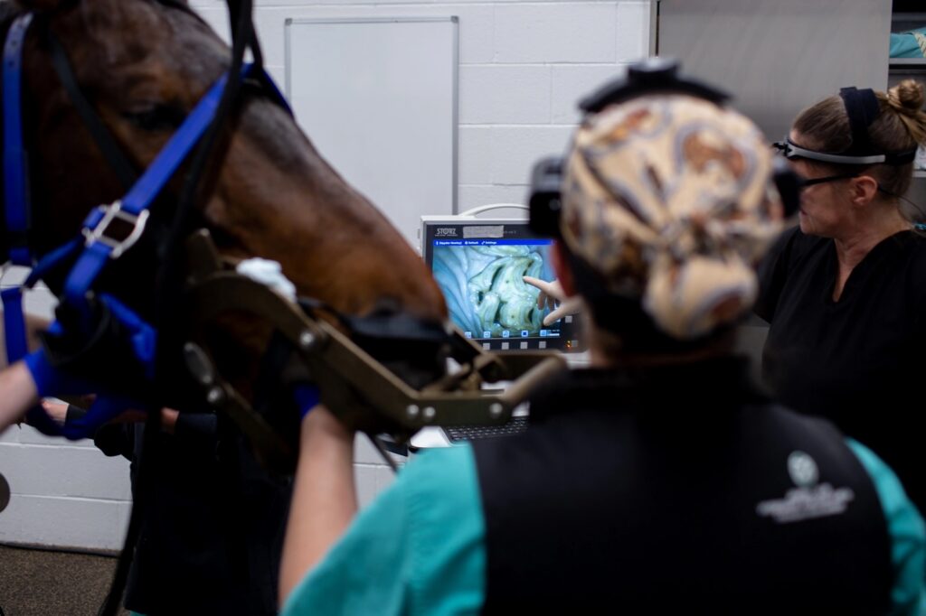 A group of doctors point out an image on a screen which shows a close up of the horses tooth
