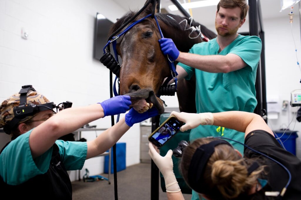 a group of doctors take up close pictures of a horse's teeth