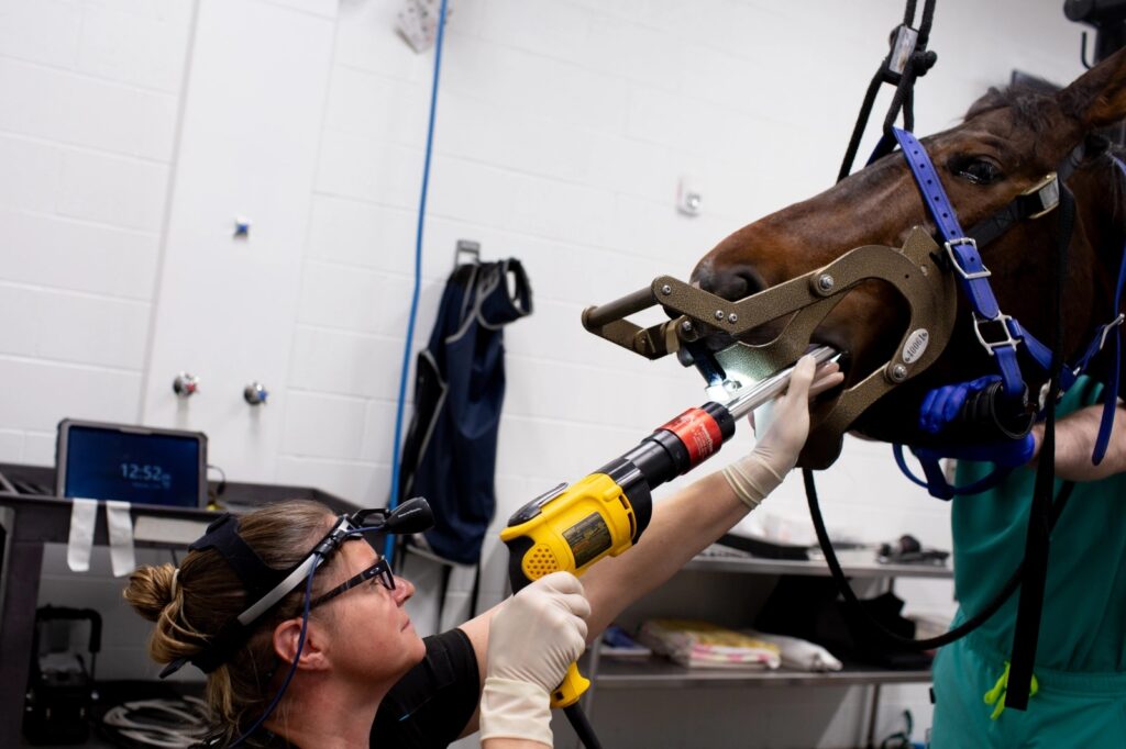 Dr. Rawlinson uses a motorized float to file down a horse's teeth