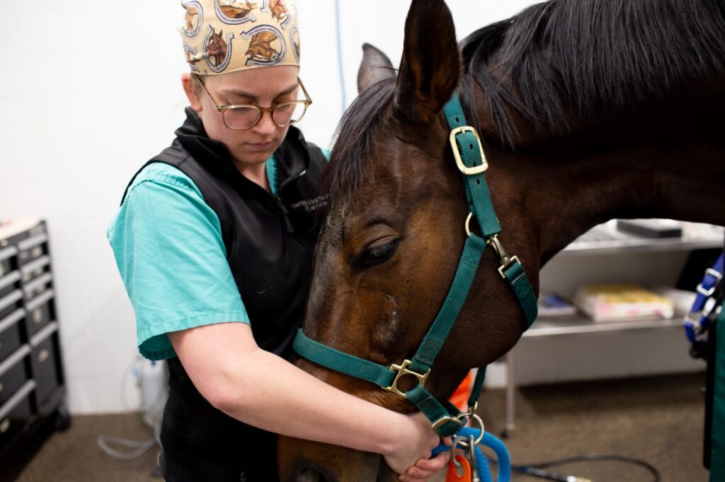 A doctor hugs the snout of a horse to comfort him during a preparation for an exam.