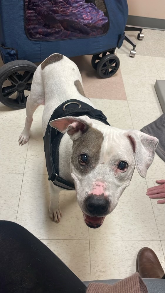 A white dog with brown patches stands on a tiled floor in a veterinary exam room, wearing a black harness and looking up toward the camera. A soft-sided pet stroller is visible in the background, along with a floor mat and part of a person’s hand and shoe at the edge of the frame.