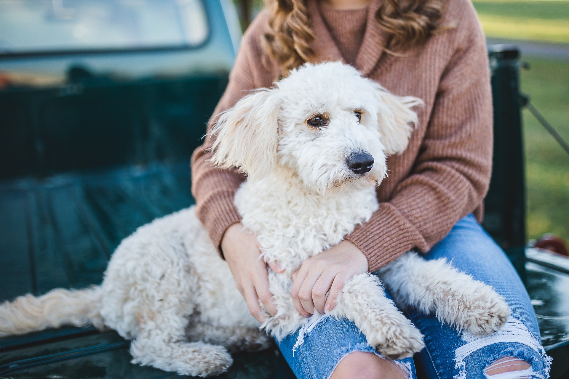 a yellow labradoodle sits on the lab of someone in jeans on the bed of a truck