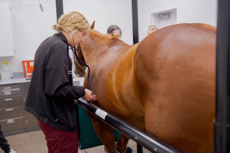 a brown horse gets a check up, a veterinarian listens to his heart