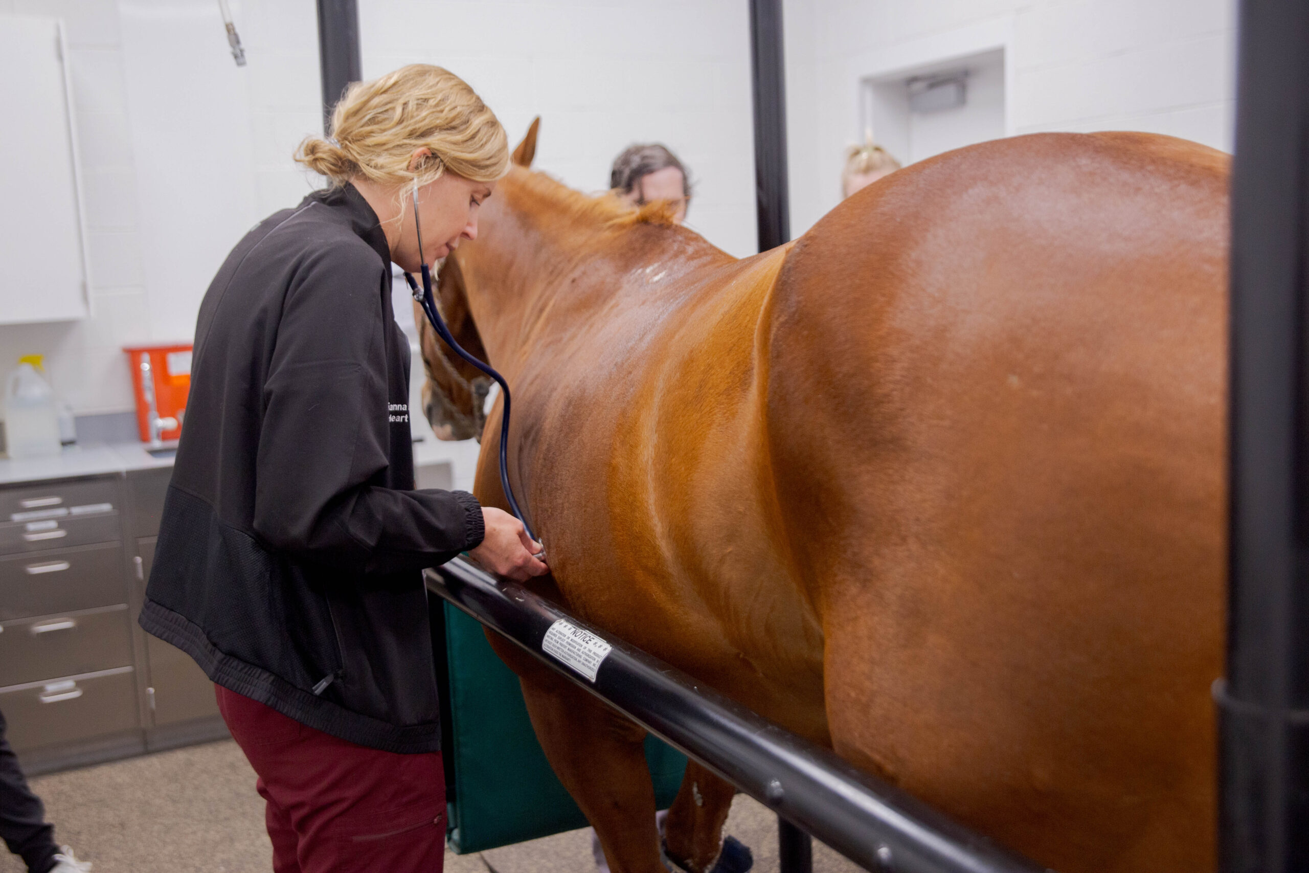 a brown horse gets a check up, a veterinarian listens to his heart