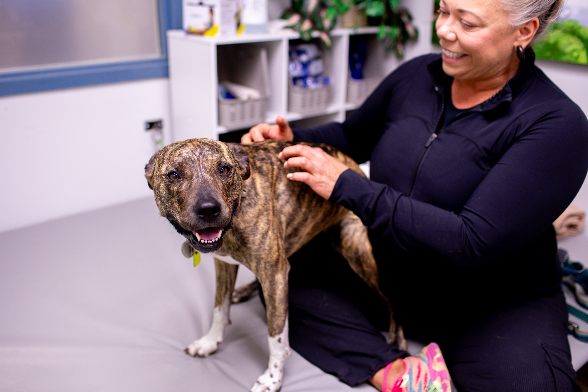 a bridled dog gets physical therapy by a person dressed in a black track suit