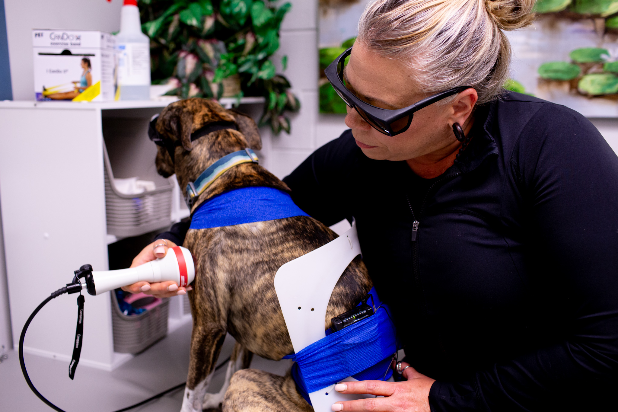 a brindled dog gets laser therapy by a veterinary professional