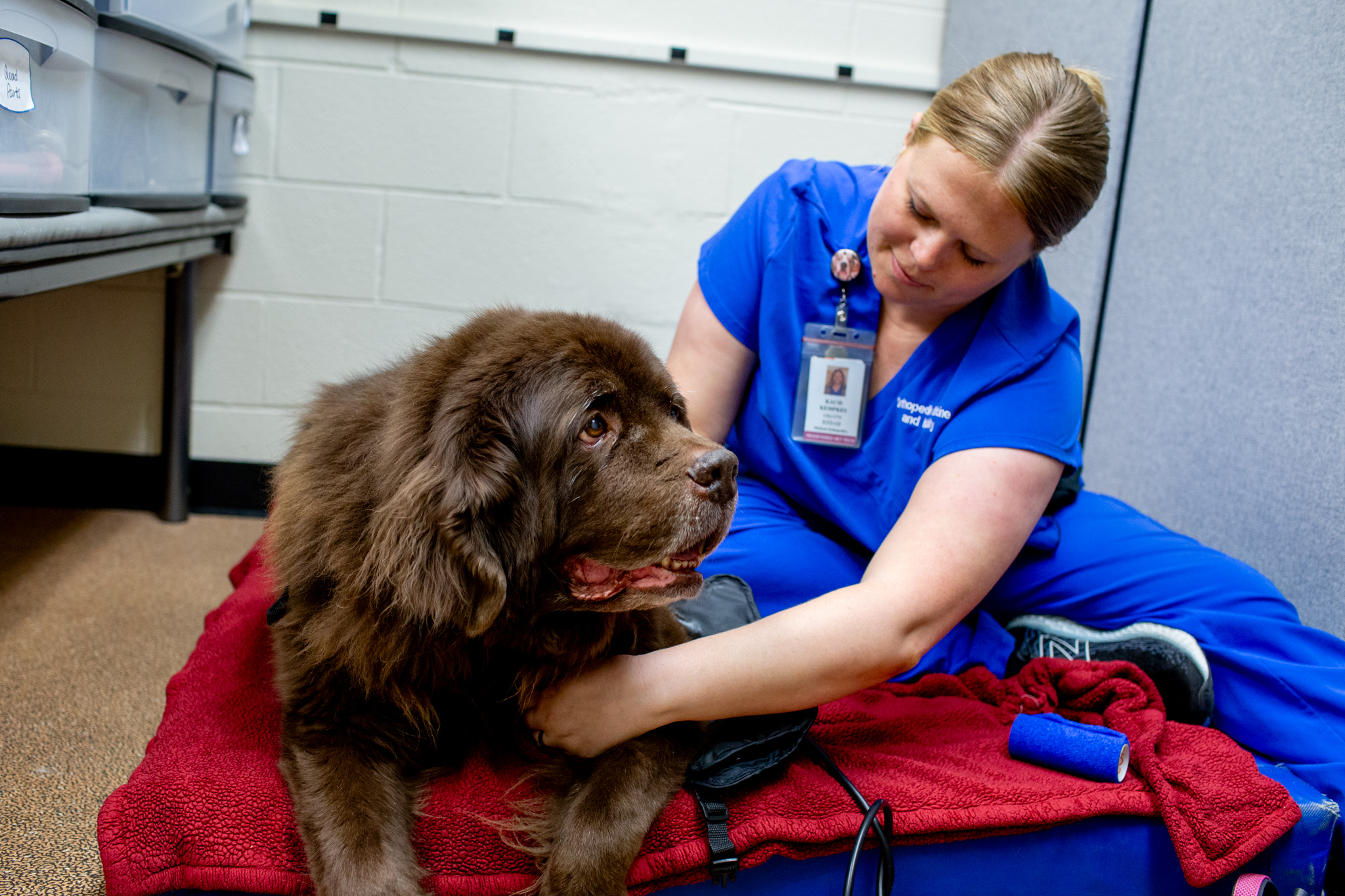 a veterinary professional in blue scrubs listens to the breathing of a brown dog
