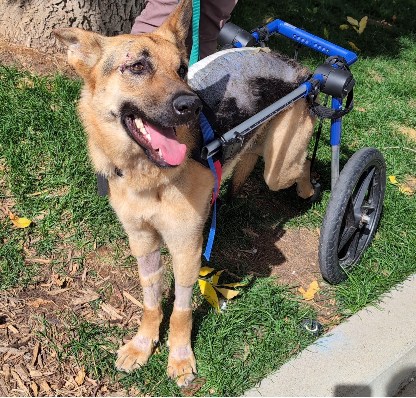 A German Shepherd using a blue and black rear-support wheelchair stands on grass beside a sidewalk. The dog has shaved areas on the front legs and a large shaved patch across the back and hips, indicating recent medical treatment. The dog is panting with its mouth open, and a person standing behind holds the leash.