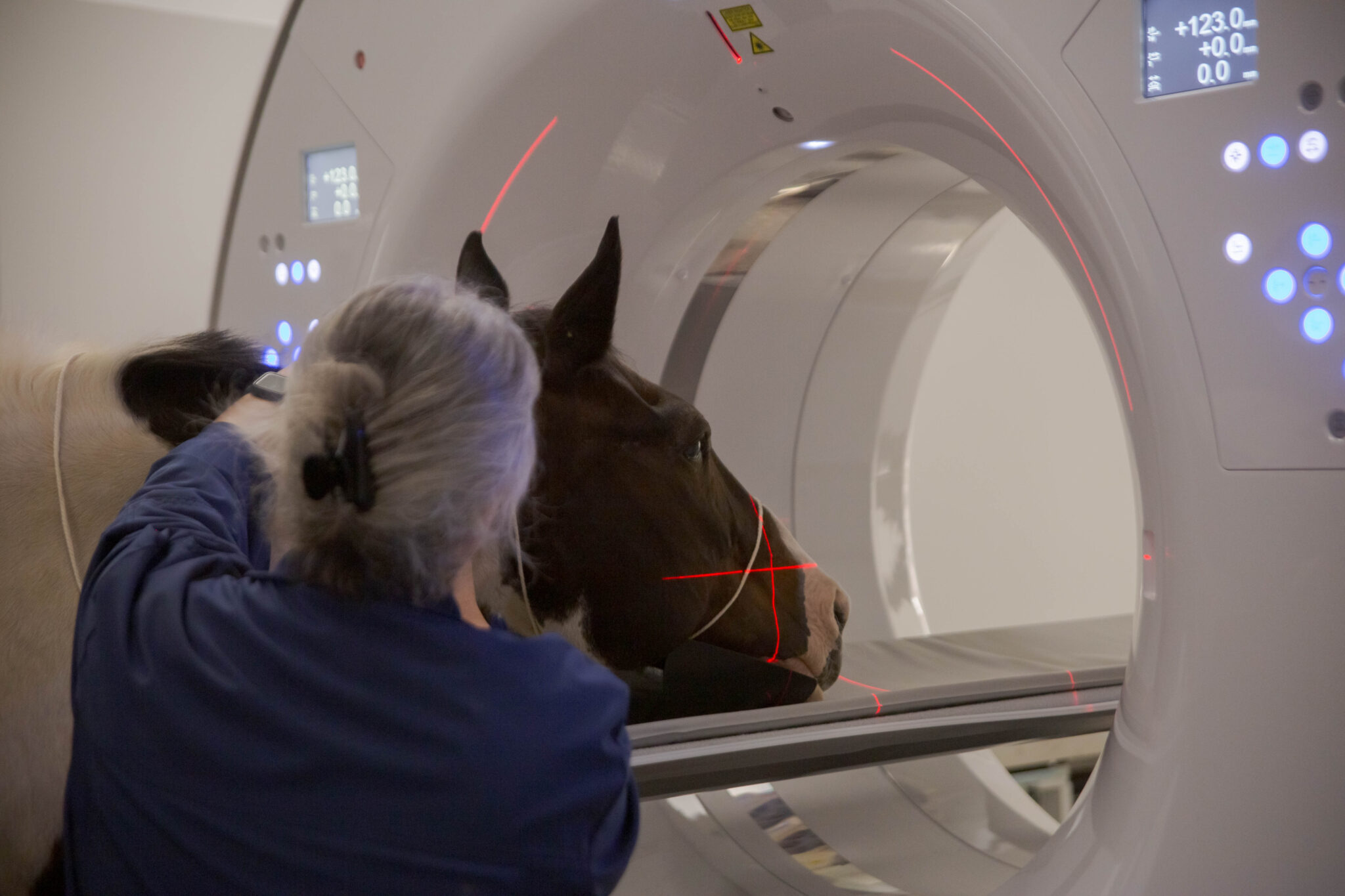 a brown and white horse has help getting his head scanned in a medical machine