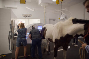 Technicians help get pictures of the lower extremities of a brown and white horse in the new CT scanner