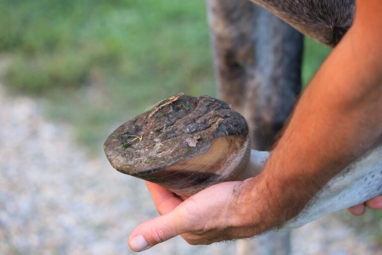 a close up picture of a horse hoove