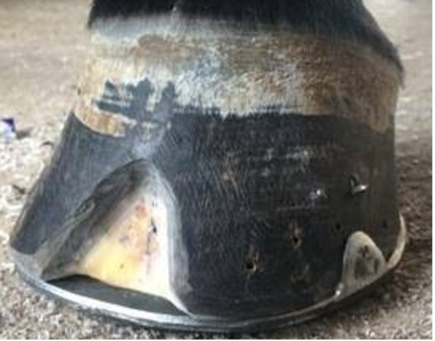 Partial Hoof Wall Resection